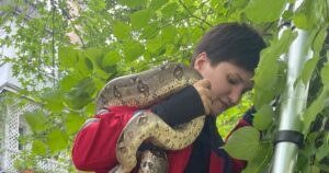Велетенський Удав У Києві: Врятований З Дерева, Він Нагадує Про Інстинкти Тварин