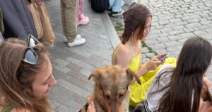 Зворушлива історія: Пес з Одеси, загублений після обстрілу, сам знайшов свою господиню на мітингу