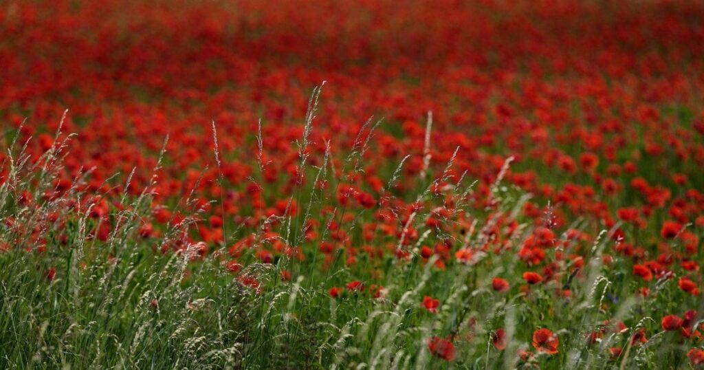 Холодні ночі та дощі: прогноз погоди в Україні до кінця тижня