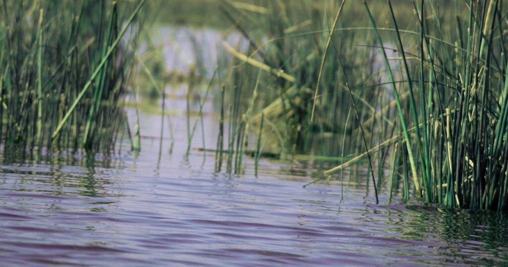 Ненажерливий хижак із Північної Америки оселяється у водоймах Києва: що про нього відомо Ненажерливий хижак із Північної Америки оселяється у водоймах Києва: що про нього відомо