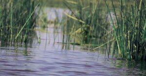 Ненажерливий хижак із Північної Америки оселяється у водоймах Києва: що про нього відомо