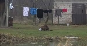 Серійний викрадач шкарпеток та спідньої білизни: несподіваний злодій біля приватного будинку