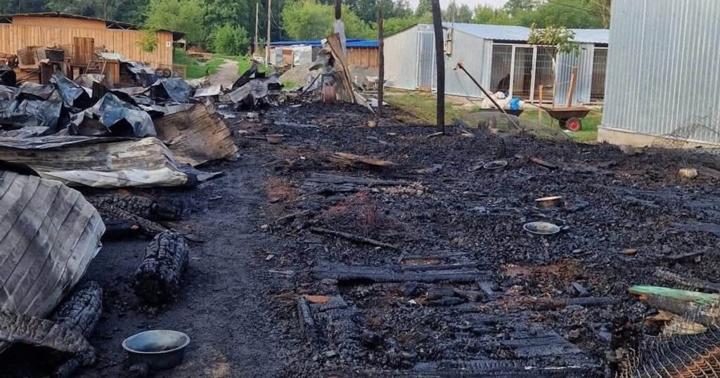 «Виганяли з будок, але вісім не врятували»: деталі пожежі у притулку для собак під Києвом