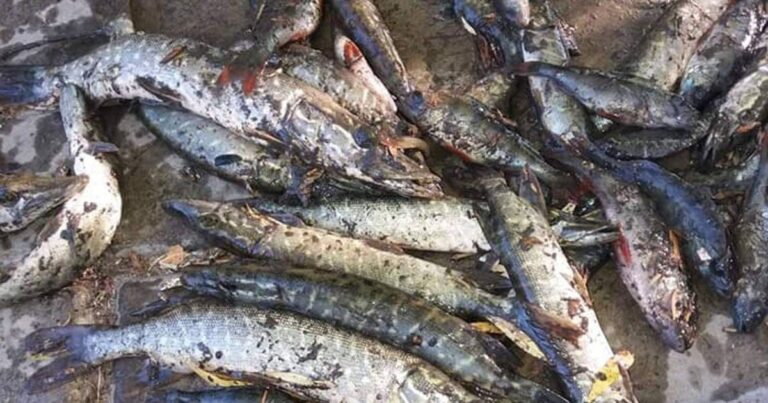 Екологічна катастрофа на Київщині: загибель тонн риби у водоймах Борщагівської громади