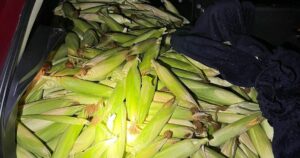У Німеччині троє українців викрали з поля 300 кг кукурудзи: хто їх "здав"