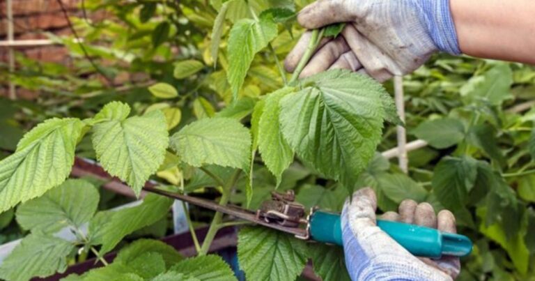 Як отримати потрійний урожай малини наступного сезону: осінній догляд, що гарантує успіх