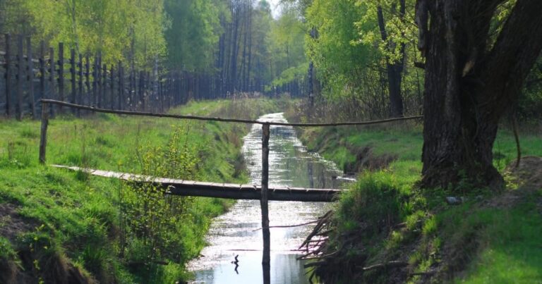 Велетні Волині: Зубри повернулися до лісів “Цуманської пущі” після 300-річної відсутності