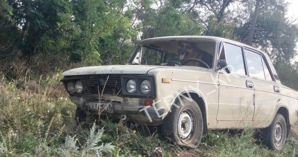 ДТП у Кривому Розі – п’яний водій заявив патрульним, що за кермом був пес — Укрaїнa ДТП у Кривому Розі – п’яний водій заявив патрульним, що за кермом був пес — Укрaїнa