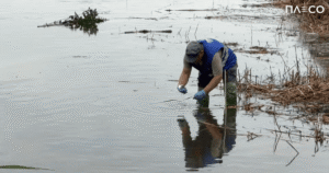 Забруднення озера Кирилівське у Києві — після обстрілу у водойму потрапили нафтопродукти — Київ