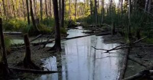 Загадка Полісся: У Воді Відкрили “Містечко-Привид” Бобрів — Захопливе Відео