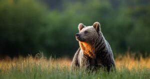 Ведмідь у селі Нижня Апша: дика тварина гуляла вулицями, налякавши місцевих мешканців