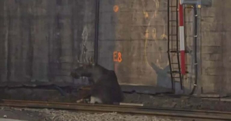 Лось на коліях Варшави: Як тварина зупинила рух на центральному вокзалі