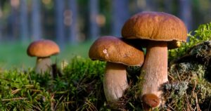 Не змішуйте лісові гриби: чому кожен вид потребує свого часу варіння