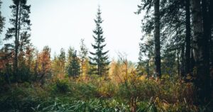 Прогноз погоди на 13 жовтня: Київщина та Вінниччина уникнуть дощів, на заході – заморозки