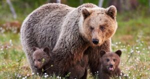 Ведмедиця з ведмежатами у Гриняві: як уникнути небезпечних зустрічей в Карпатах