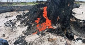 Дивовижний Гриб-Піронему Знайшли у Чорнобильському Заповіднику: Несподіваний Символ Відновлення