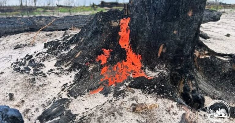 Дивовижний Гриб-Піронему Знайшли у Чорнобильському Заповіднику: Несподіваний Символ Відновлення