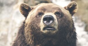 Порятунок з пекла: ведмедів Бу та Тяпу визволили з російських кліток і ребілітують в Ірландії