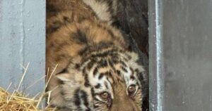 У Миколаївському зоопарку втекла амурська тигриця — тварину спіймали — Цікaвинки