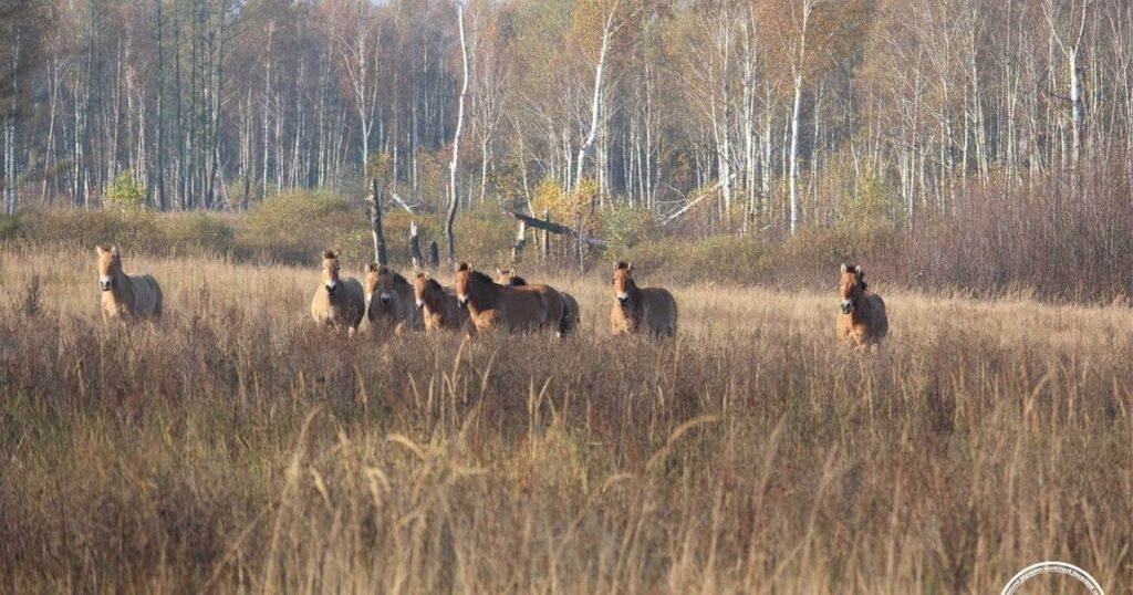 Коні Пржевальського – у Чорнобильському заповіднику показали осінні моменти життя – фото — Київ Коні Пржевальського – у Чорнобильському заповіднику показали осінні моменти життя – фото — Київ