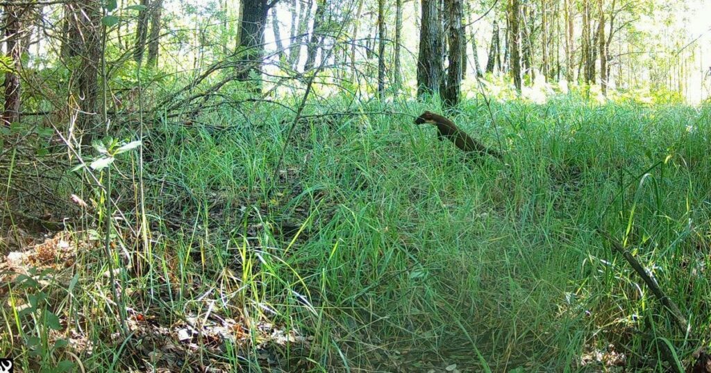 У Чорнобильській зоні фотопастка зафіксувала спритного хижака: чим особлива ця тварина У Чорнобильській зоні фотопастка зафіксувала спритного хижака: чим особлива ця тварина